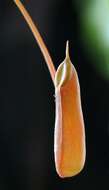 <i>Nepenthes</i> alata × Nepenthes <i>ventricosa</i> resmi