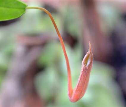 صورة <i>Nepenthes</i> alata × Nepenthes <i>ventricosa</i>