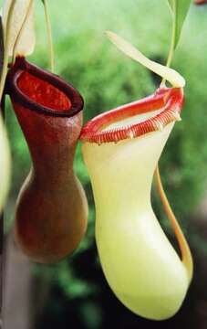 Слика од Nepenthes ventricosa Blanco