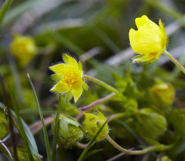 Image of spring cinquefoil