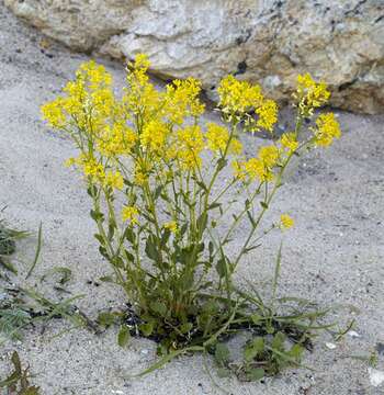 Image of Winter Cress