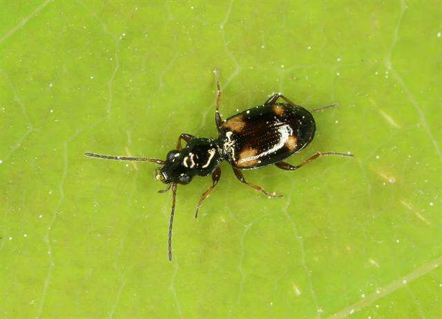 Plancia ëd Bembidion