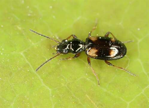 Imagem de Bembidion