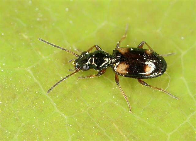 Image of bembidious beetles