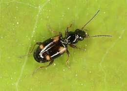 Plancia ëd Bembidion