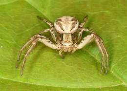 Image of crab spiders