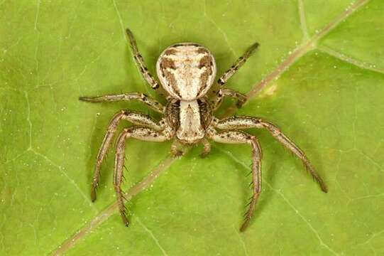 Image de Thomisidae