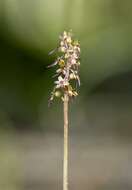 Image of Twayblade