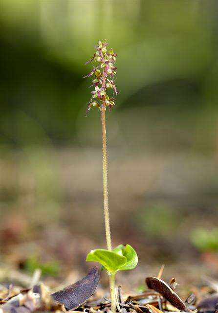 Image of Twayblade