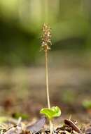 Image of Twayblade