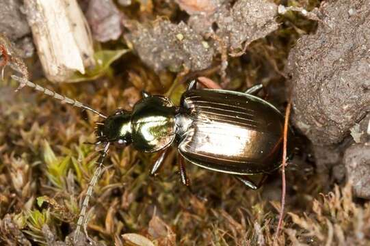 Plancia ëd Agonum