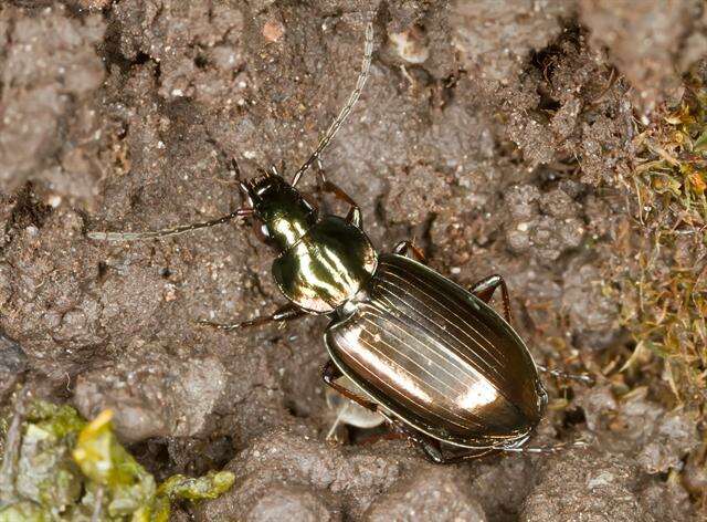 Image of Agonum