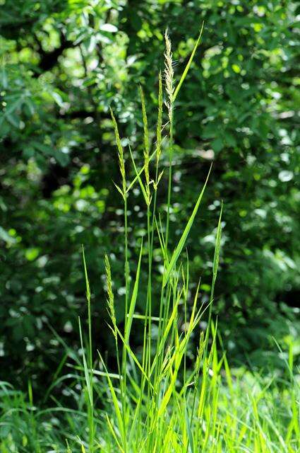 Image of Button Grass