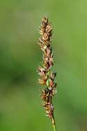 Image of fibrous tussock-sedge