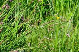 Image of fibrous tussock-sedge