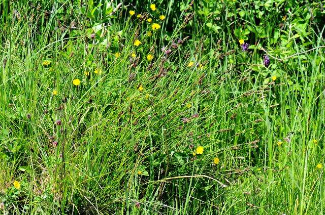 Image of fibrous tussock-sedge