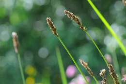 Image of fibrous tussock-sedge