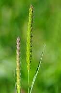 Image of Dogstail grass