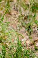 Image of fescue