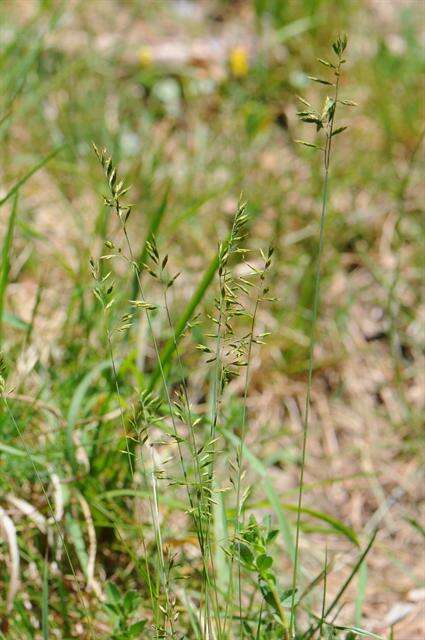 Image of fescue