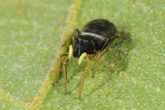 Image of Heliophanus cupreus (Walckenaer 1802)