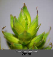 Image of Gray Bog Sedge