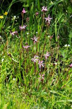 Image of Catchfly