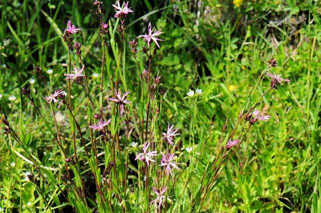 Image of Catchfly