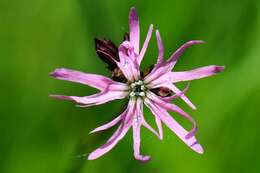 Image of Catchfly