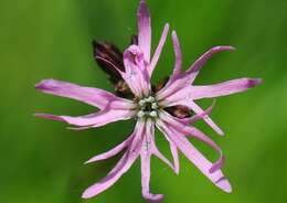 Image of Catchfly