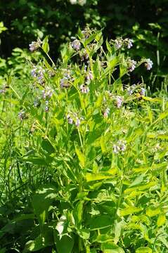 Image of prickly comfrey