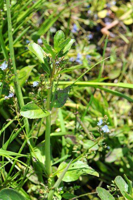 Image of brooklime, water, marsh speedwell