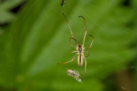 Image de Tetragnatha extensa (Linnaeus 1758)