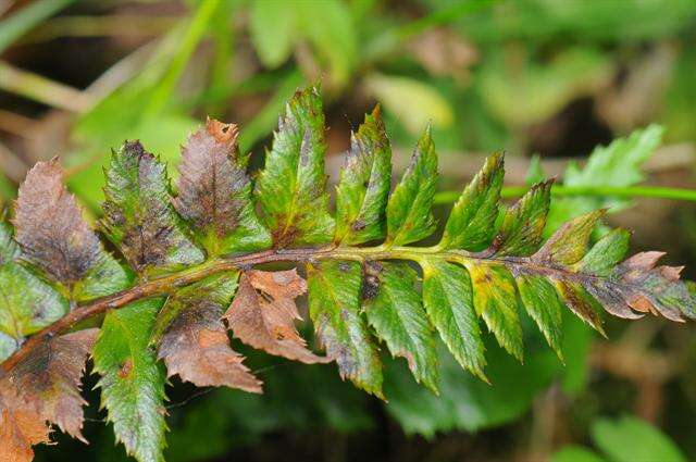 Image of hollyfern