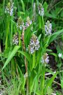 Dactylorhiza incarnata (L.) Soó resmi