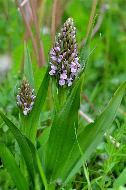 Dactylorhiza incarnata (L.) Soó resmi