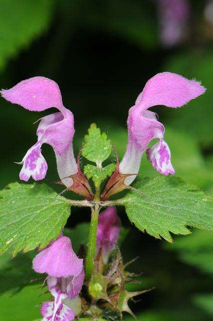 Image of deadnettle