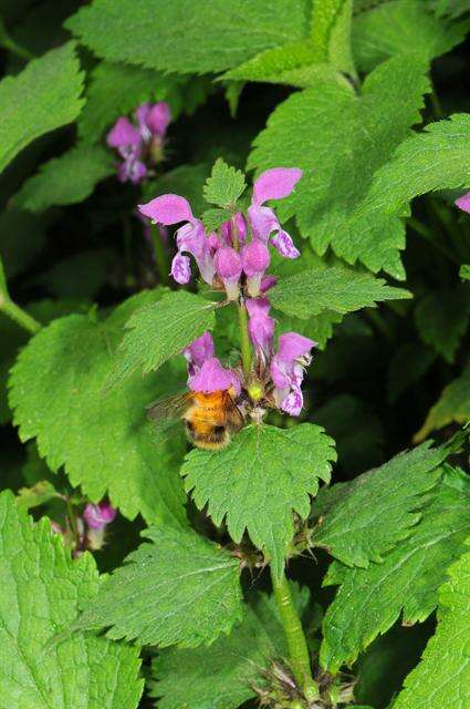 Image of deadnettle