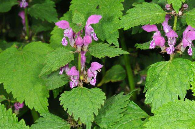 Image of deadnettle