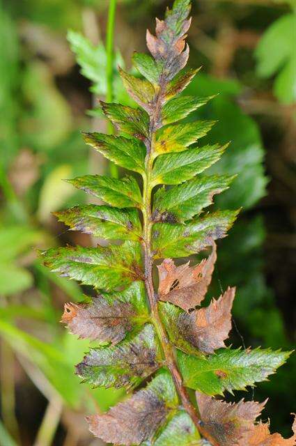 Image of hollyfern