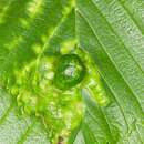 Image of Elm Sack Gall Aphid