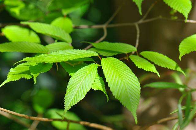 Imagem de Acer carpinifolium Sieb. & Zucc.