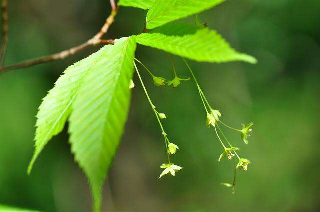 Imagem de Acer carpinifolium Sieb. & Zucc.