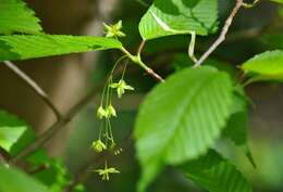 Imagem de Acer carpinifolium Sieb. & Zucc.