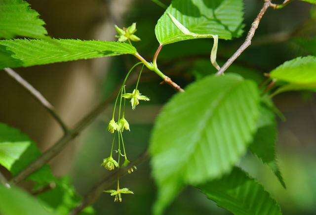 Imagem de Acer carpinifolium Sieb. & Zucc.