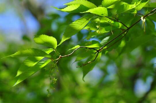 Image of Hornbeam maple