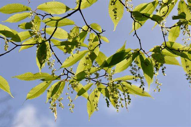 Imagem de Acer carpinifolium Sieb. & Zucc.