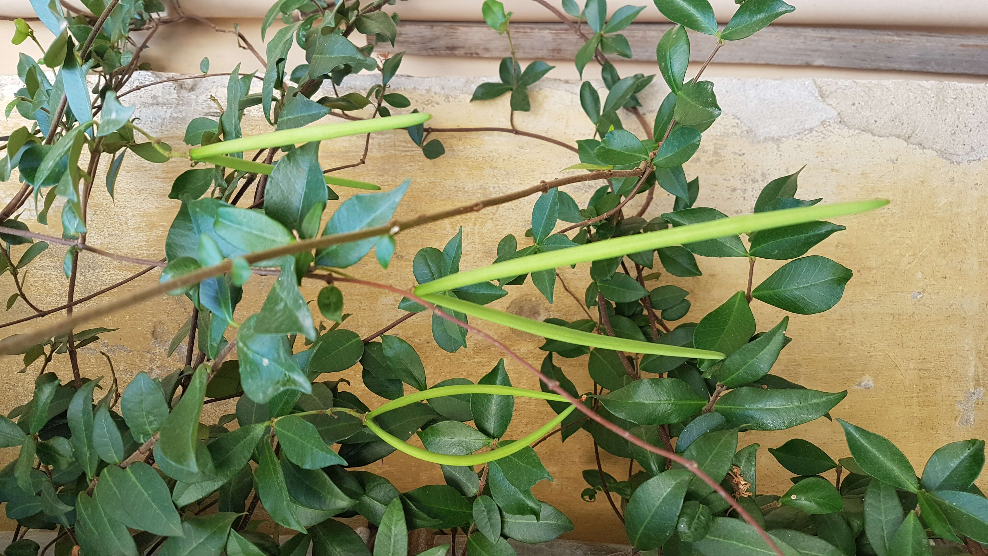 Image of Star-jasmine or Confederate-jasmine