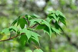 Acer pectinatum Wall. resmi