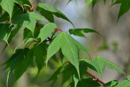 Acer pectinatum Wall. resmi